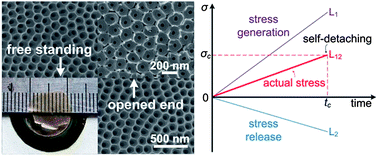 Graphical abstract: Large scale free-standing open-ended TiO2 nanotube arrays: stress-induced self-detachment and in situ pore opening