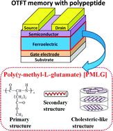 Graphical abstract: Temperature-dependent characteristics of non-volatile transistor memory based on a polypeptide