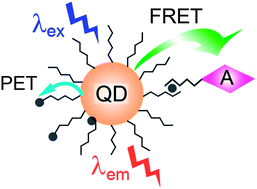 Graphical abstract: Metal ions optical sensing by semiconductor quantum dots