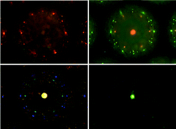 Graphical abstract: Tuneable multicoloured patterns from photonic cross-communication between cholesteric liquid crystal droplets