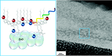 Graphical abstract: Controlling morphology and charge transfer in ZnO/polythiophene photovoltaic films