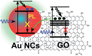 Graphical abstract: Ultrafast electron transfer in the nanocomposite of the graphene oxide–Au nanocluster with graphene oxide as a donor