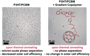 Graphical abstract: π-Conjugated gradient copolymers suppress phase separation and improve stability in bulk heterojunction solar cells