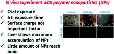 Graphical abstract: Role of surface charge in bioavailability and biodistribution of tri-block copolymer nanoparticles in rats after oral exposure