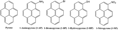 Graphical abstract: DNA damage and repair of human skin keratinocytes concurrently exposed to pyrene derivatives and UVA light