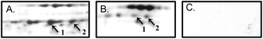 Graphical abstract: The atrazine metabolite diaminochlorotriazine suppresses LH release from murine LβT2 cells by suppressing GnRH-induced intracellular calcium transients