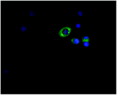 Graphical abstract: Passage determines toxicity and neuronal markers expression in PC12 cells with altered phenotype