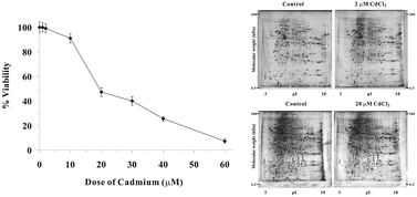 Graphical abstract: Proteomic analysis of cadmium exposure in cultured lung epithelial cells: evidence for oxidative stress-induced cytotoxicity