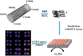 Graphical abstract: Assessing DNA damage from enzyme-oxidized single-walled carbon nanotubes