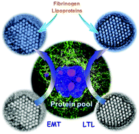 Graphical abstract: Corona protein composition and cytotoxicity evaluation of ultra-small zeolites synthesized from template free precursor suspensions
