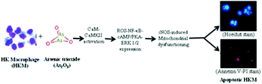 Graphical abstract: Calmodulin–CaMKII mediated alteration of oxidative stress: interplay of the cAMP/PKA–ERK 1/2-NF-κB–NO axis on arsenic-induced head kidney macrophage apoptosis