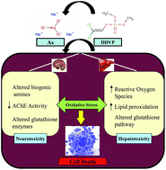 Graphical abstract: Effects of co-exposure to arsenic and dichlorvos on glutathione metabolism, neurological, hepatic variables and tissue histopathology in rats