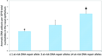 Graphical abstract: DNA adducts and the total sum of at-risk DNA repair alleles in the nasal epithelium, a target tissue of tobacco smoking-associated carcinogenesis
