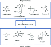 Graphical abstract: DNA damage by oxo- and peroxo-chromium(v) complexes: insight into the mutation and carcinogenesis mechanisms