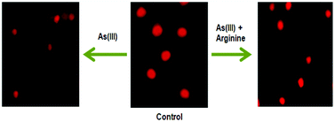 Graphical abstract: Role of arginine, a component of aqueous garlic extract, in remediation of sodium arsenite induced toxicity in A375 cells