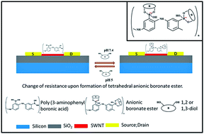 Graphical abstract: Poly(3-aminophenylboronic acid)-functionalized carbon nanotubes-based chemiresistive sensors for detection of sugars
