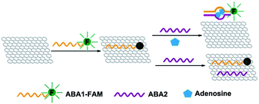 Graphical abstract: A turn-on fluorescent aptasensor for adenosine detection based on split aptamers and graphene oxide