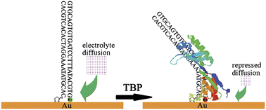 Graphical abstract: An electrochemical sensing platform based on local repression of electrolyte diffusion for single-step, reagentless, sensitive detection of a sequence-specific DNA-binding protein