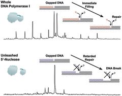 Graphical abstract: Mass spectrometric investigation of the role of the linking polypeptide chain in DNA polymerase I