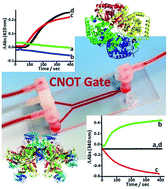 Graphical abstract: An enzyme-based reversible CNOT logic gate realized in a flow system