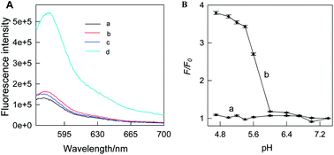 Graphical abstract: Dual-stimuli responsive i-motif/nanoflares for sensing ATP in lysosomes