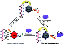 Graphical abstract: A label-free fluorescence detection strategy for lysozyme assay using CuInS2 quantum dots