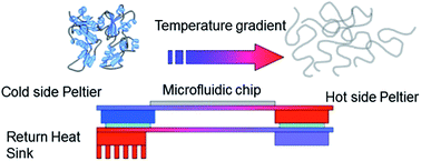 Graphical abstract: A novel microfluidic system for the rapid analysis of protein thermal stability