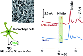 Graphical abstract: Microchip electrophoresis with amperometric detection method for profiling cellular nitrosative stress markers