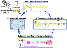 Graphical abstract: CotA laccase: high-throughput manipulation and analysis of recombinant enzyme libraries expressed in E. coli using droplet-based microfluidics