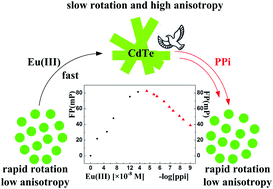 Graphical abstract: Label-free fluorescence polarization detection of pyrophosphate based on 0D/1D fast transformation of CdTe nanostructures