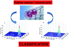 Graphical abstract: The use of EEM fluorescence data and OPLS/UPLS-DA algorithm to discriminate between normal and cancer cell lines: a feasibility study