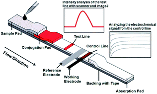 Graphical abstract: A paper electrode integrated lateral flow immunosensor for quantitative analysis of oxidative stress induced DNA damage