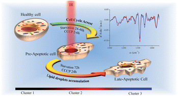 Graphical abstract: Apoptotic pathways of U937 leukemic monocytes investigated by infrared microspectroscopy and flow cytometry