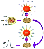 Graphical abstract: Gold–mercaptopropionic acid–polyethylenimine composite based DNA sensor for early detection of rheumatic heart disease