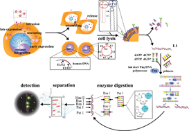 Graphical abstract: High-throughput and automatic typing via human papillomavirus identification map for cervical cancer screening and prognosis