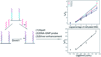 Graphical abstract: Microarray-based resonance light scattering assay for detecting DNA methylation and human DNA methyltransferase simultaneously with high sensitivity