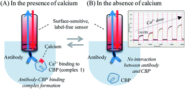 Graphical abstract: Semi-continuous, label-free immunosensing approach for Ca2+-based conformation change of a calcium-binding protein