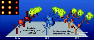 Graphical abstract: Rapid and simultaneous detection of ricin, staphylococcal enterotoxin B and saxitoxin by chemiluminescence-based microarray immunoassay