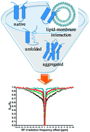 Graphical abstract: Chemical exchange saturation transfer (CEST): an efficient tool for detecting molecular information on proteins' behaviour