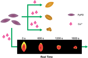 Graphical abstract: A dark-field light scattering platform for real-time monitoring of the erosion of microparticles by Co2+