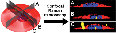 Graphical abstract: Label-free in vitro visualization of particle uptake into human oral buccal epithelial cells by confocal Raman microscopy