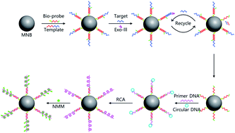 Graphical abstract: A cascade signal amplification strategy for sensitive and label-free DNA detection based on Exo III-catalyzed recycling coupled with rolling circle amplification