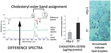 Graphical abstract: FTIR spectroscopy reveals lipid droplets in drug resistant laryngeal carcinoma cells through detection of increased ester vibrational bands intensity