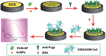 Graphical abstract: An efficient nanomaterial-based electrochemical biosensor for sensitive recognition of drug-resistant leukemia cells