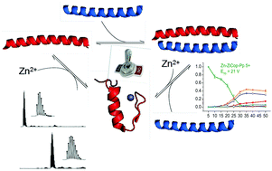 Graphical abstract: The use of ion mobility mass spectrometry to assist protein design: a case study on zinc finger fold versus coiled coil interactions