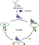 Graphical abstract: Split aptazyme-based catalytic molecular beacons for amplified detection of adenosine