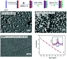 Graphical abstract: A chitosan-Au-hyperbranched polyester nanoparticles-based antifouling immunosensor for sensitive detection of carcinoembryonic antigen