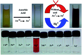 Graphical abstract: Unusual seedless approach to gold nanoparticle synthesis: application to selective rapid naked eye detection of mercury(ii)