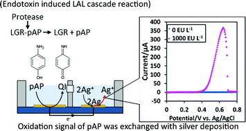 Graphical abstract: Electrochemical sensor with substitutional stripping voltammetry for highly sensitive endotoxin assay