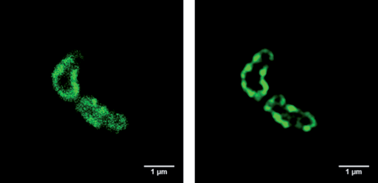 Graphical abstract: Facile method to stain the bacterial cell surface for super-resolution fluorescence microscopy